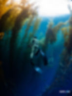 Diver in California kelp forest off San Clemente Island — beginner spearfishing location
