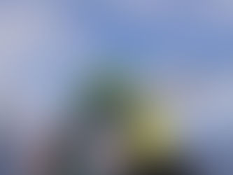 6,000 Reports Exposed the Secrets of California Dorado — What Divers Need to Know