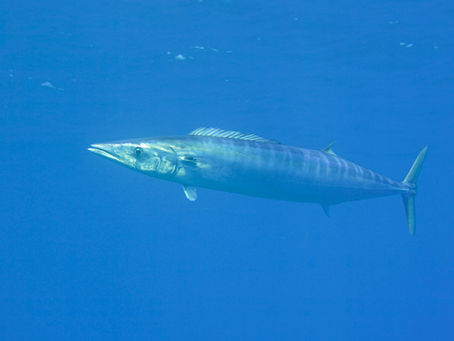 Wahoo Acanthocybium solandri bluewater spearfishing target