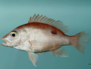 Red Snapper