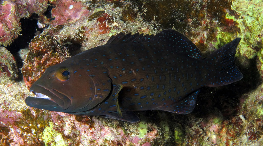 Squaretail coral trout Plectropomus areolatus with distinctive squared tail fin on reef
