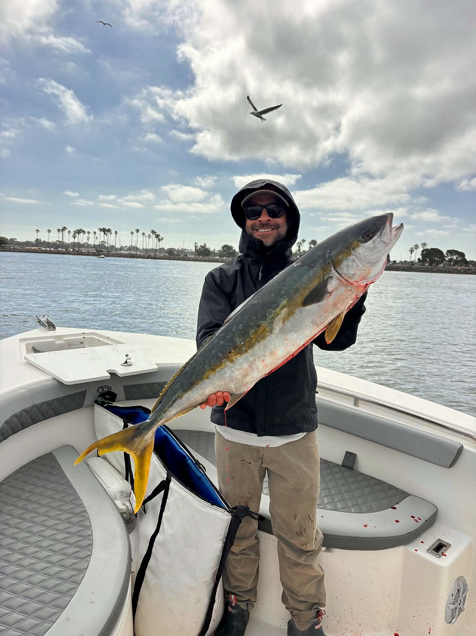 Why California Yellowtail Fishing Has Been Off the Charts This Week