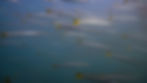 School of California barracuda (Sphyraena argentea) — a fast, aggressive summer predator in Southern California waters