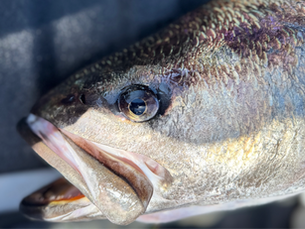 White Sea Bass Squid Bed Tactics