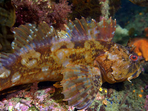Spearfishing Cabezon: A Diver's Guide to California's Ugly Delicacy