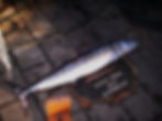 Wahoo fish closeup showing detailed stripe pattern and body structure important for spearfishing shot placement
