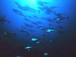 Bluefin Tuna in California: The 25x Boom the Data Proves