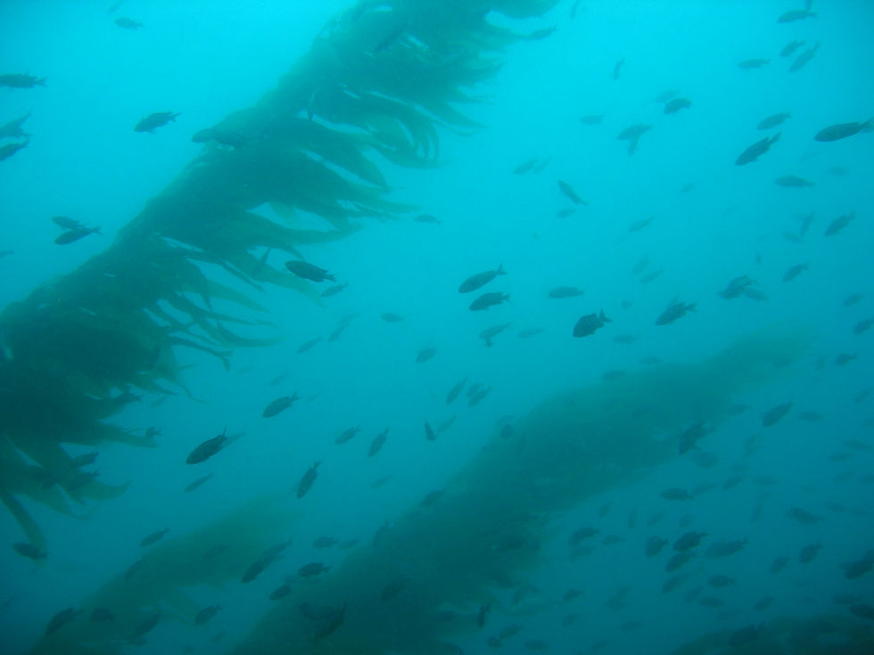 Catalina Island kelp forest spearfishing Southern California