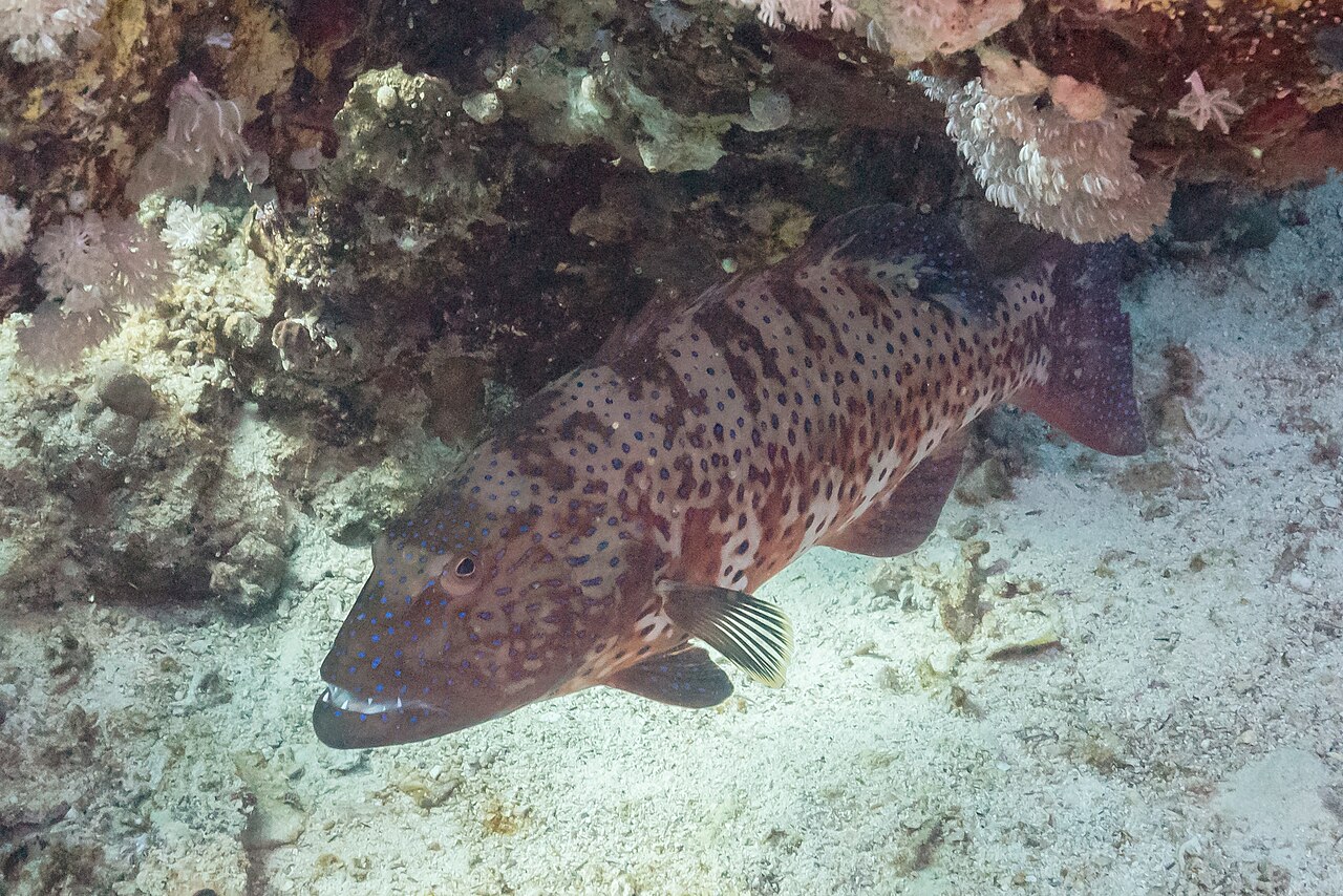 Roving coral trout Plectropomus pessuliferus photographed in the Red Sea at Ras Muhammad showing blue spots and reddish brown coloration