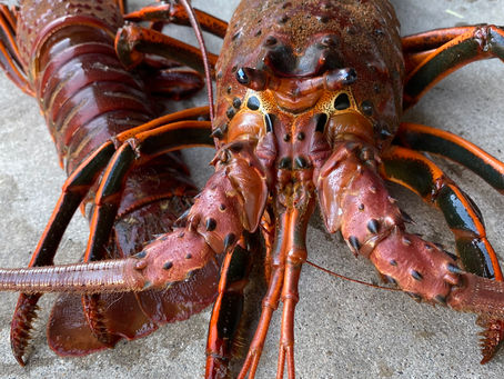 How to Keep Lobster Fresh After Catching: Care, Storage, and Handling Tips