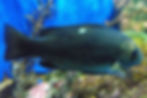 Opaleye (Girella nigricans) with its distinctive blue eye, a common California kelp reef fish