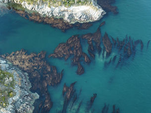 Reading Kelp Canopy from the Surface: Visual Skills for Locating Fish Before You Splash