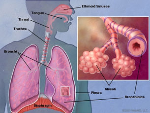 Anatomy of the human lung
