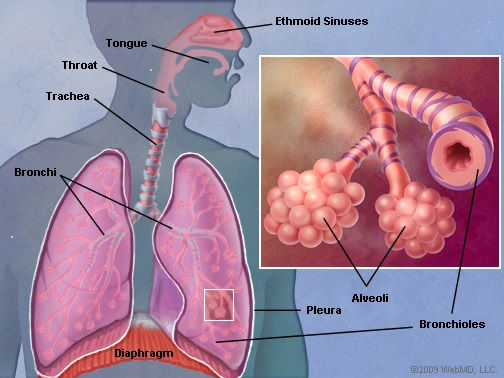 Diagram of basic human lung anatomy showing alveoli and bronchioles - the structures most affected during a lung squeeze.