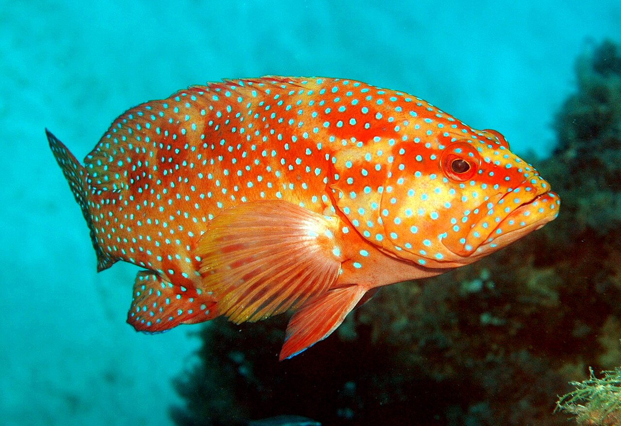 Leopard coral trout Plectropomus leopardus showing bright red-orange coloration with blue spots on coral reef