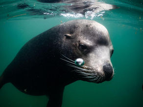 Spearfishing Safety Tips for San Diego: What Every Diver Should Know Before Getting in the Water