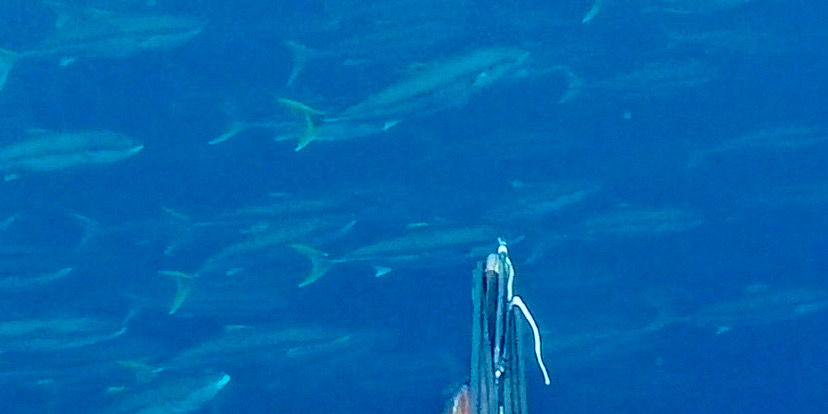 What 169,000 Yellowtail Catches Taught Us About Spearfishing Success