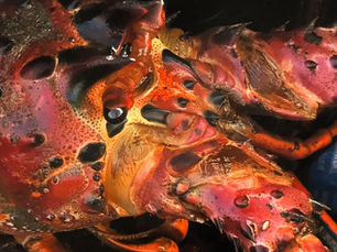 Daytime Lobster Hunting: How to Find and Catch California Spiny Lobster During the Day