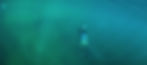 A scientific diver descends into a California kelp forest at Point Lobos, the kind of visibility divers try to predict
