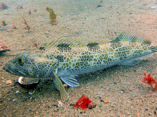 Lingcod underwater Monterey Bay California spearfishing