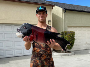 The Complete Guide to California Sheephead: Hunting, Conservation, and Why They Matter