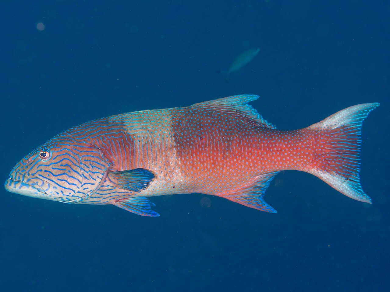 Highfin coral trout Plectropomus oligacanthus showing tall dorsal fin and vivid blue markings on coral reef