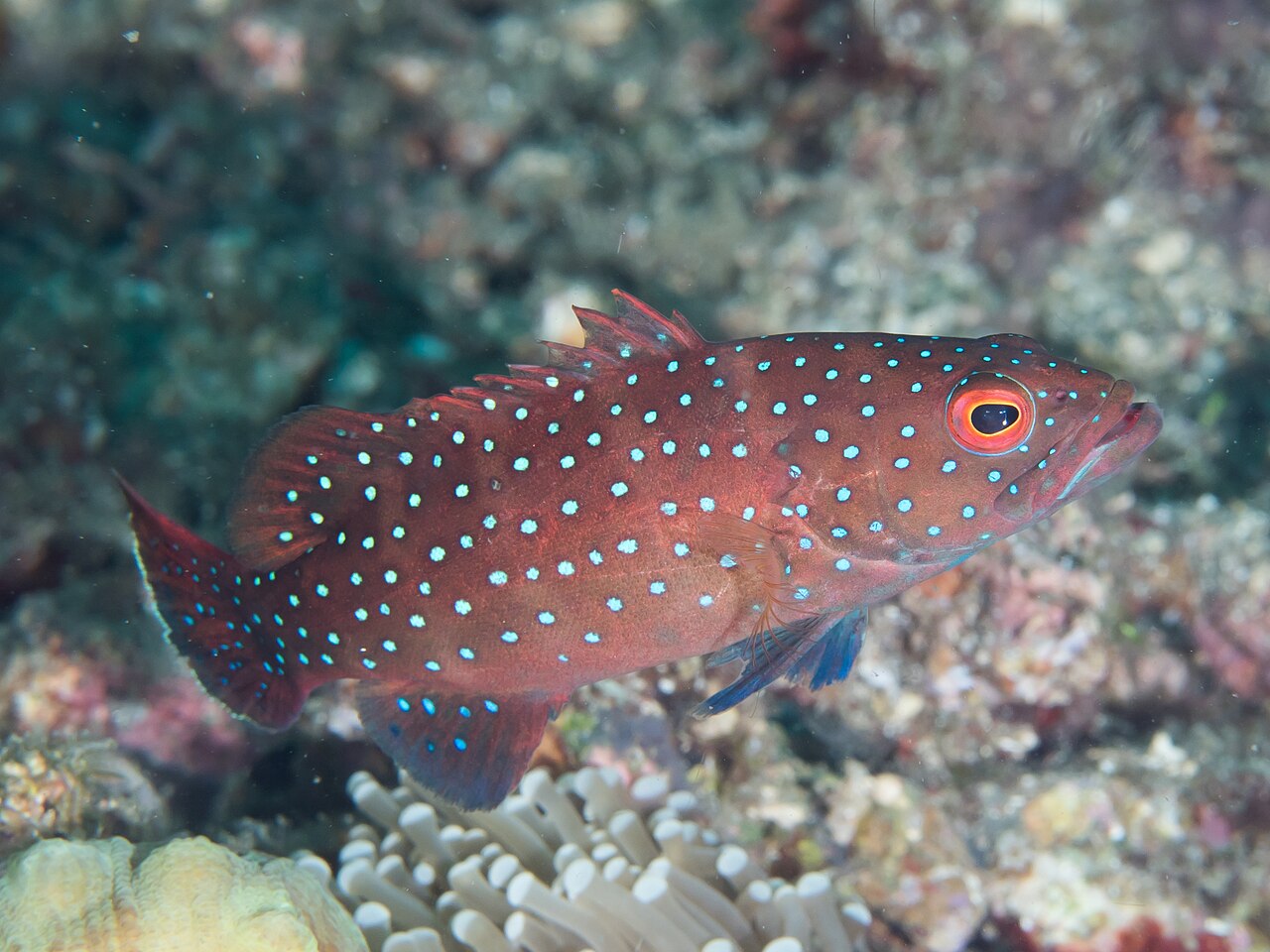 Spotted coral trout Plectropomus maculatus also known as barcheek coral trout showing elongated blue cheek spots