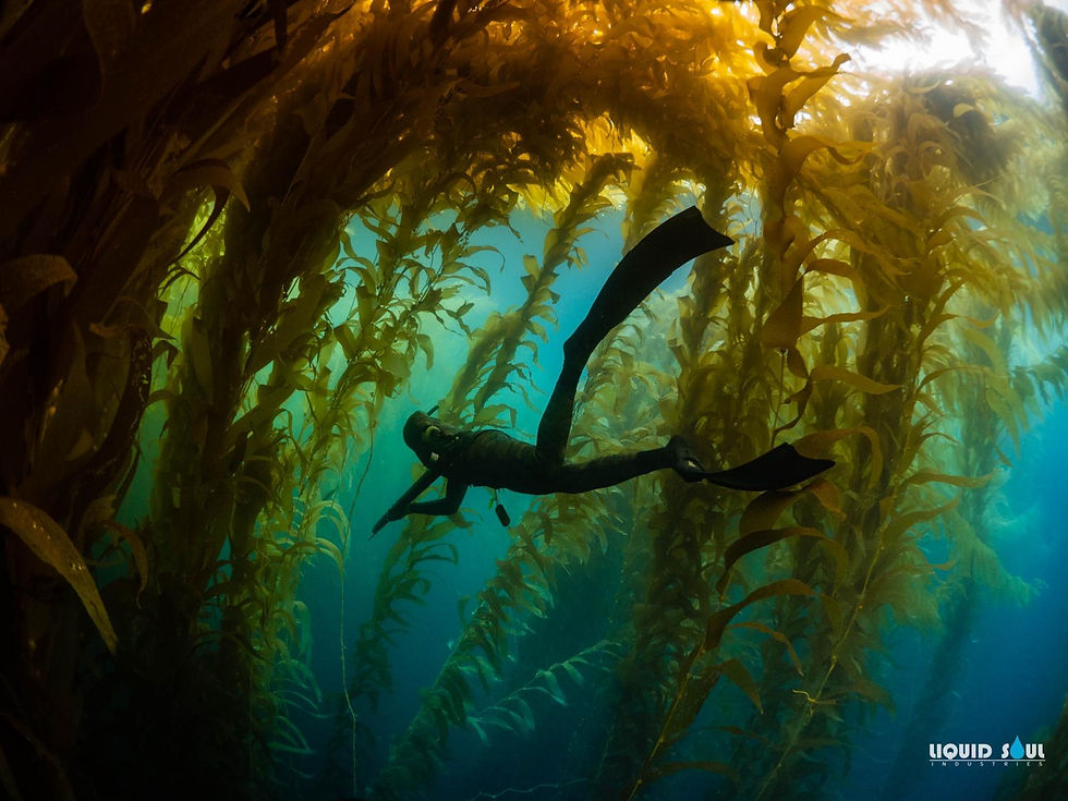 Bending the knee is not efficient, but maybe require for quick lateral changes. Freediving vs Spearfishing