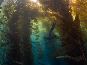 California kelp forest underwater canopy ecosystem