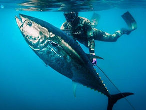 Summer 2026 California Spearfishing Travel Planning Guide: Picking the Right Trip for July, August, and September