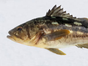 Calico Bass (Kelp Bass): How to Hunt California's Most Common Reef Fish