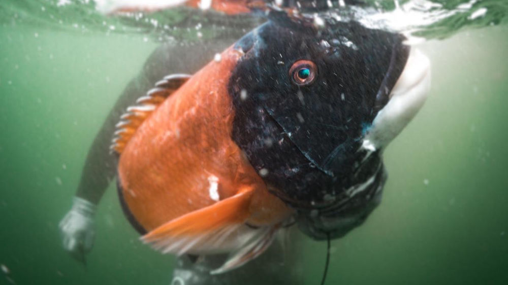 A Beginners Guide to Spearfishing San Diego, California