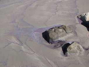 Sea Snot Season: What That Slimy Stuff at La Jolla Actually Is