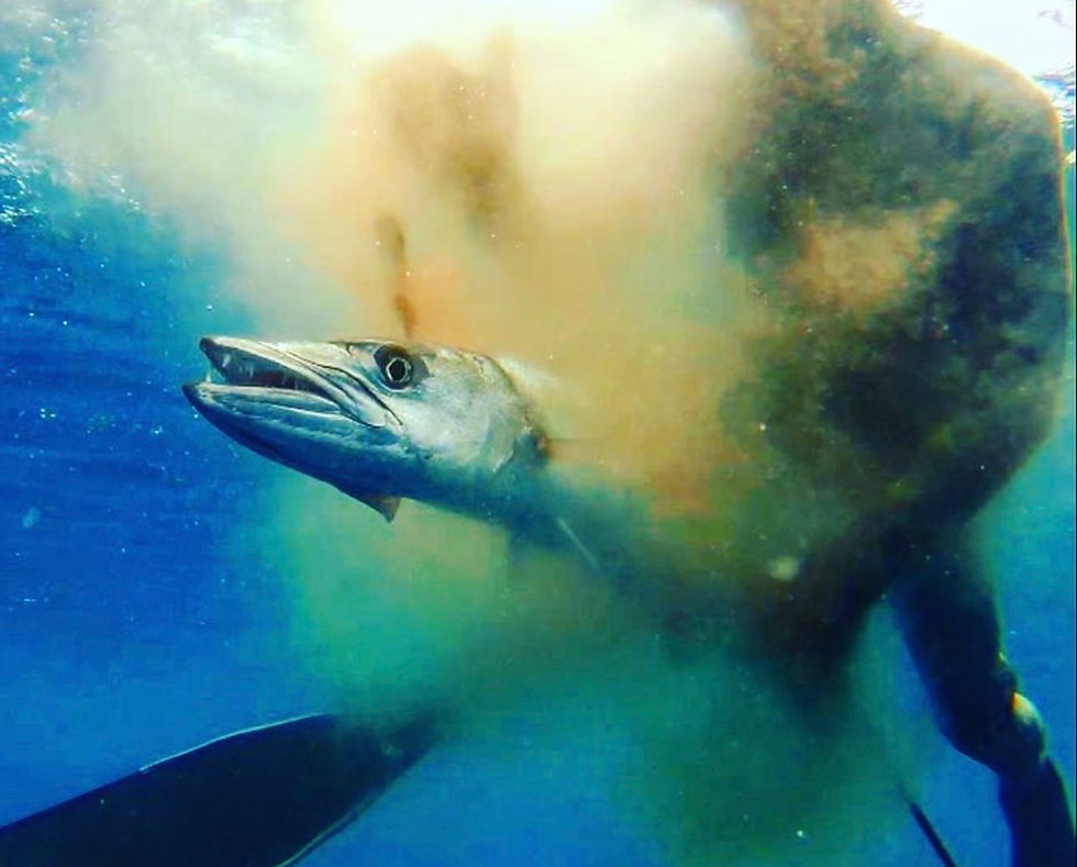 School of great barracuda (Sphyraena barracuda) swimming underwater at Ras Muhammad National Park, Egypt. Large barracuda are among the highest-risk species for ciguatera poisoning.