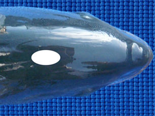 The Stone Shot: Shot Placement for Instant Kills on Spearfishing