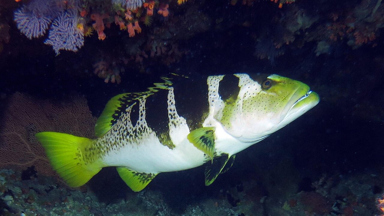 Black-saddled coral trout Plectropomus laevis underwater showing distinctive dark saddle markings and coloration
