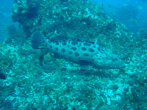 Potato grouper.