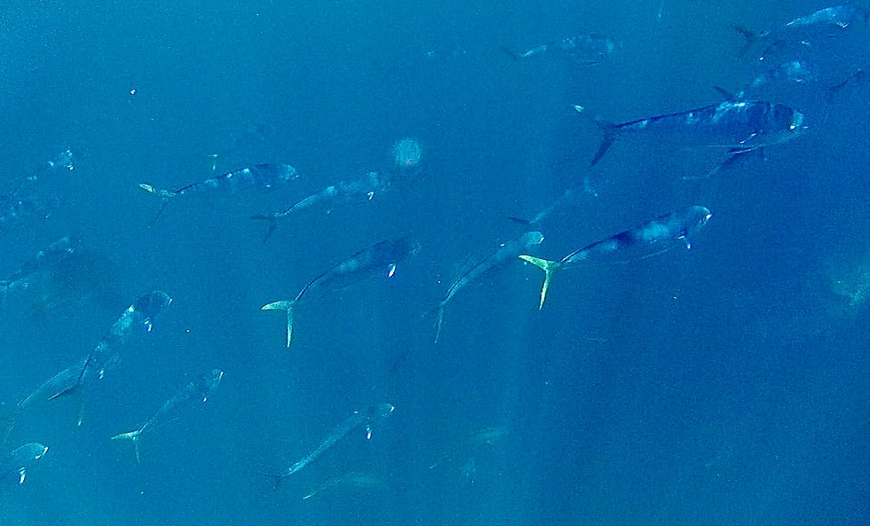 School of dorado in Southern California blue water during 2022