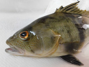Barred sand bass caught while spearfishing Southern California