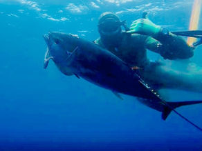 California diving month by month guide visibility temperature fish