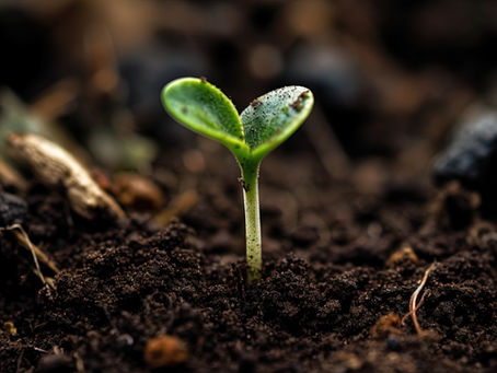 Microrganismos Benéficos para o Solo e as Plantas