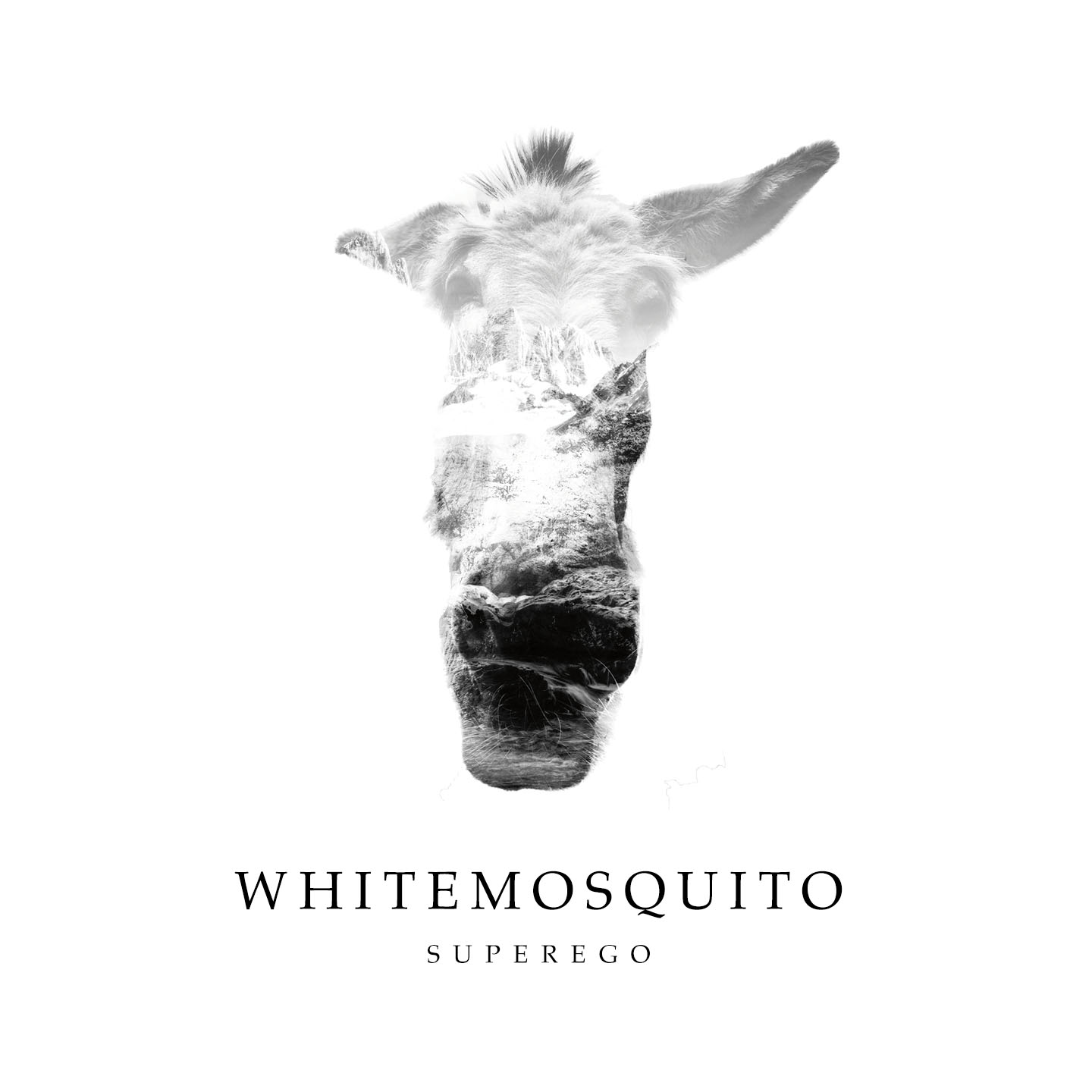 White Mosquito