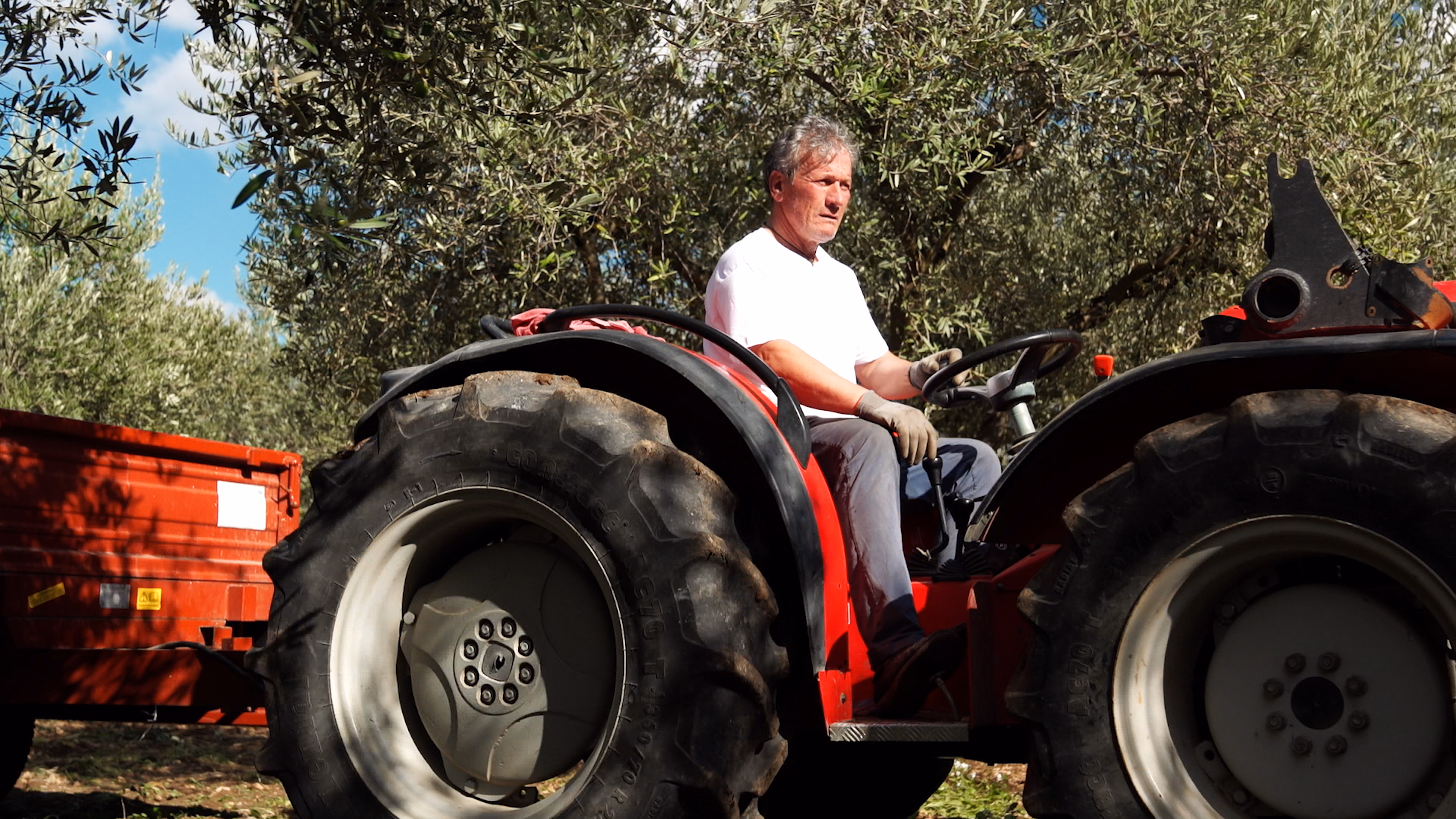 The gathered olives are then collected and transported with a tractor.