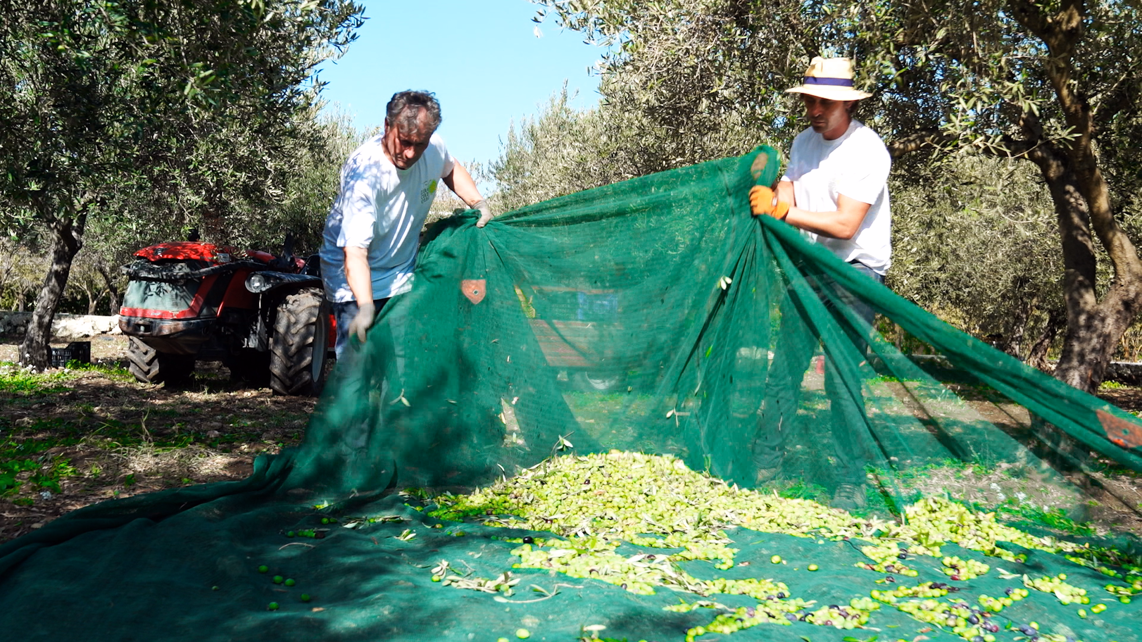 Gathering the fallen olives on a big net