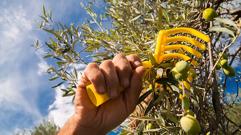 Harvesting olives from its trees