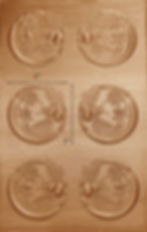 Thumbnail: Garden Visitors Bees Copper Pattern Pressing