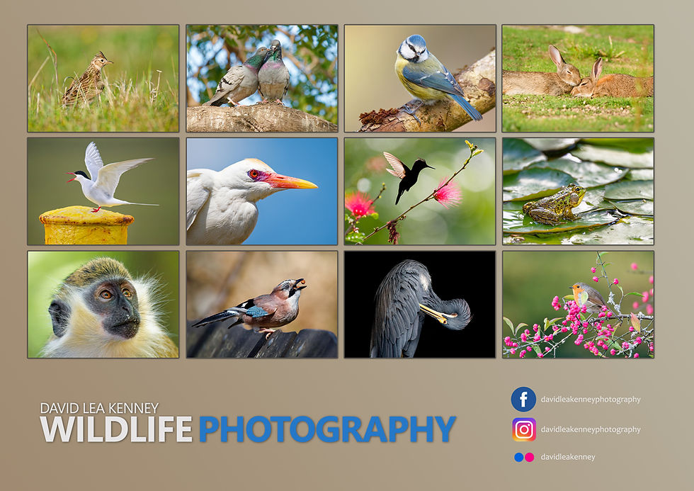 Thumbnail: 2026 Wildlife Photography Calendar