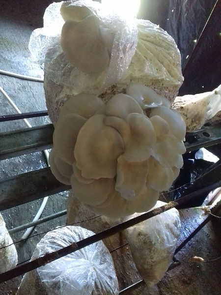 IMG-20170824-WA0004.jpeg