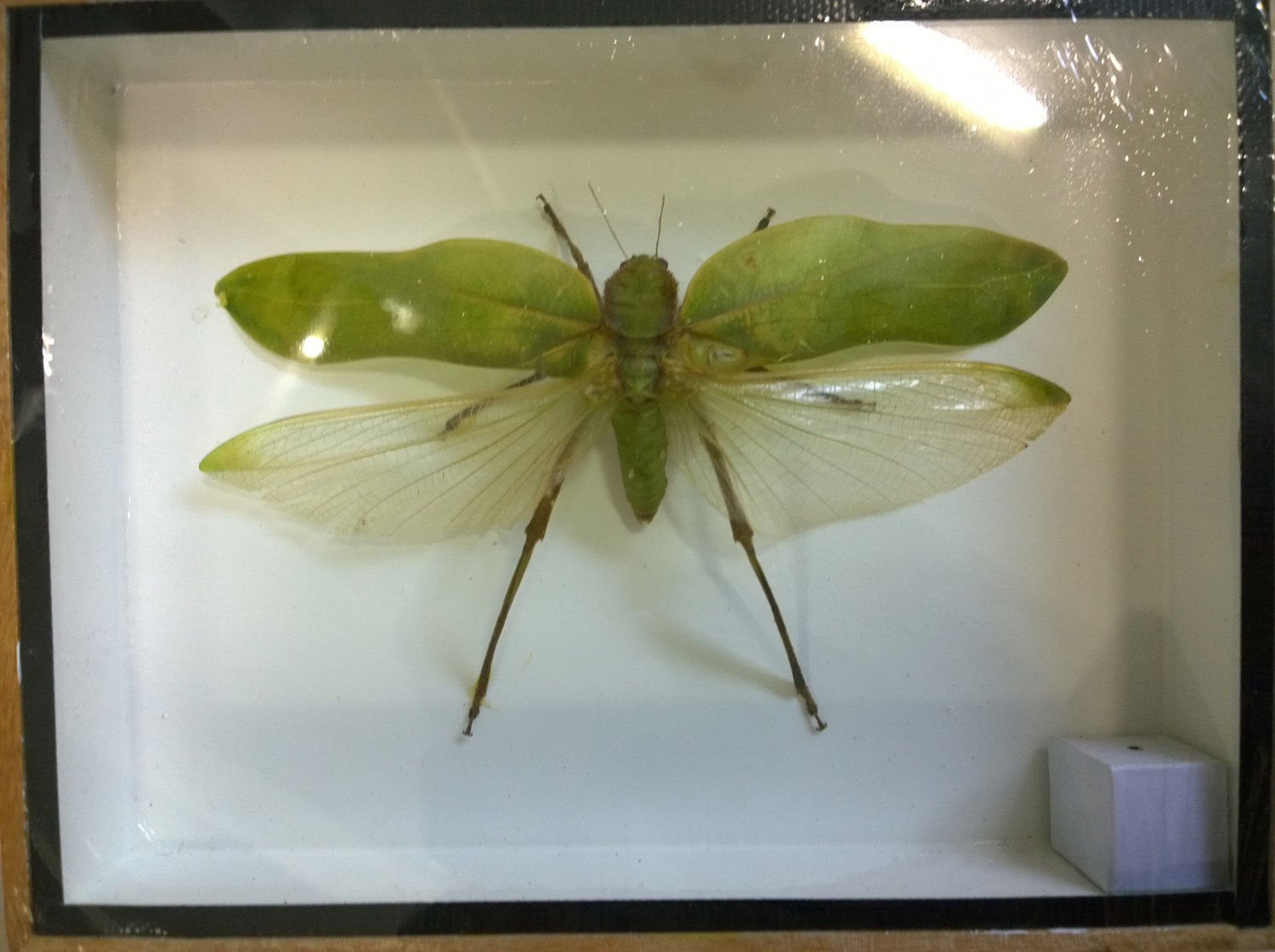 Grønn gresshoppe fra Peru