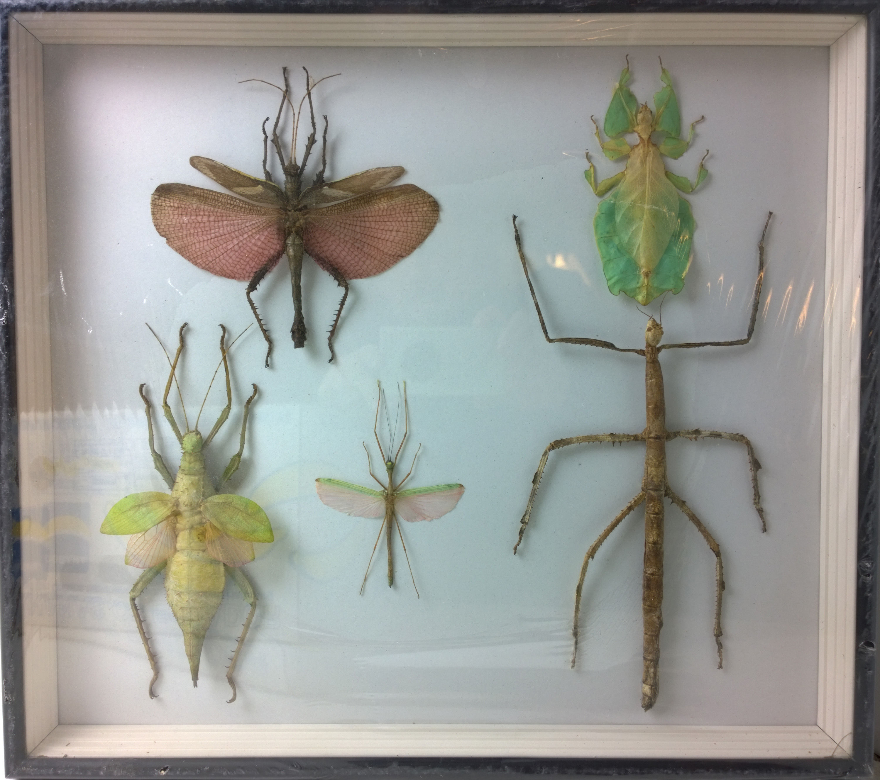 5 extra stor insekt med stor tre og glass box